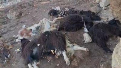 Batman'da kurtlar ağıla girdi: 10 keçi telef oldu