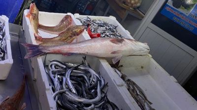 Sinop'ta oltayla yakalanan deniz levreği 9 bin liraya satıldı