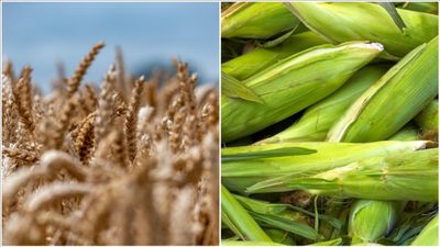 Arpa ve mısır ithalatında tarife kontenjanları 1 milyon tona çıkartıldı