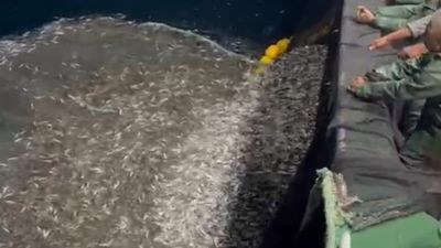 Çanakkale'de bir grup balıkçı yavru balıkları denize geri saldı