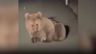 Kars’ta köpek saldırısına uğradığı düşünülen yaralı bozayı tedavi altına alındı