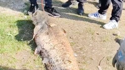 Sakarya'da oltaya takılan 50 kiloluk dev balık 20 bin TL'ye satıldı