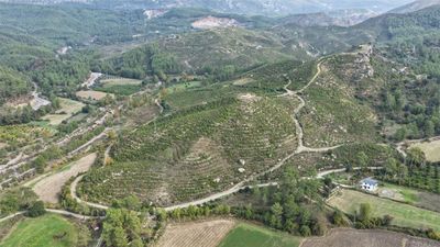 Muğla'da 6 yıl önce dikilen fidanlar ormana dönüştü