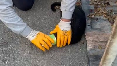 Muğla'da başı konserve kutusuna sıkışan kediyi temizlik görevlisi kurtardı