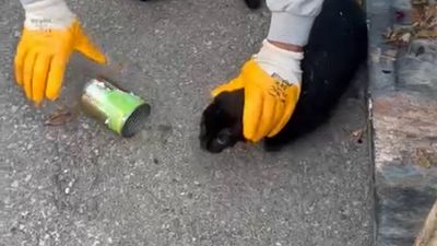 Muğla'da başı konserve kutusuna sıkışan kedi kurtarıldı
