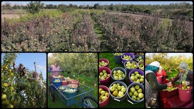 Edirne'de meyve bahçeleri devlet desteğiyle yaygınlaştı