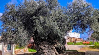 Dünyanın en eski zeytin ağacı: 4000 yıllık ağaç hala meyve veriyor, gören inanamıyor