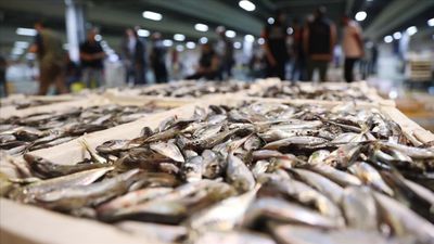 İstanbul'da, 14 bin tona yakın balık satışa sunuldu! En pahalı türler sıralandı