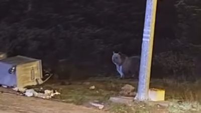 Bursa'da kış uykusuna yatamayan ayılar yemek yerken görüntülendi