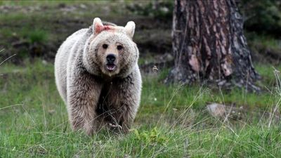 Japonya'da ayı kabusu: Emekli polis ve askerler göreve çağrıldı