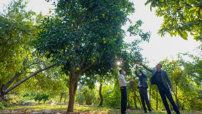 Diyarbakır'da deneme amaçlı dikilen narenciye ağaçları meyve verdi