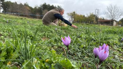 Karabük'te safran hasadını iklim geciktirdi