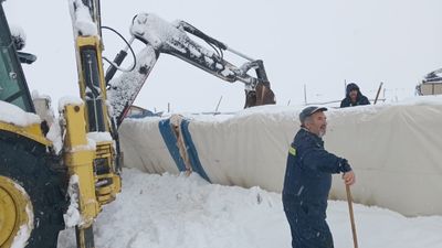 Sivas’ta üzerinde kar biriken çadır çöktü: 8 koyun telef oldu