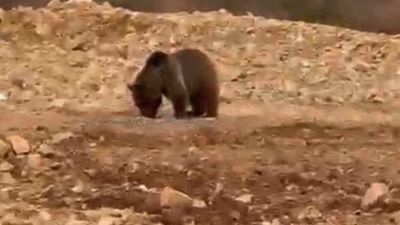 Gümüşhane'de yol kenarındaki ayıya 'hamsi' ziyafeti