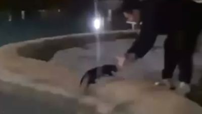 Antalya'dan tepki çeken görüntü: Sokak kedisini defalarca süs havuzuna attılar