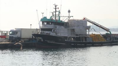 Marmara Denizi'ndeki bolluk sonrası balıkçılar Tekirdağ açıklarını tercih etti
