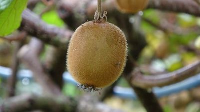 Trabzon'da kivi hasadı başladı! İran’dan gelen kivi fiyatları zorluyor