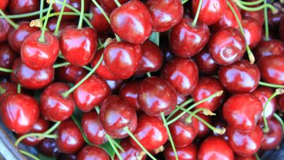 Türkiye dondurulmuş kirazda dünya lideri