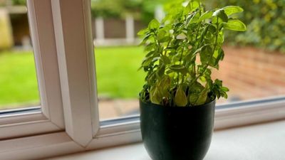 Bereket tüyosu: Naneyi bu bölgelere koyunca parayı çekiyor