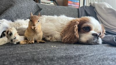 Batman'da epileptik nöbet geçiren sincap, tedavi için yurt dışına gidecek