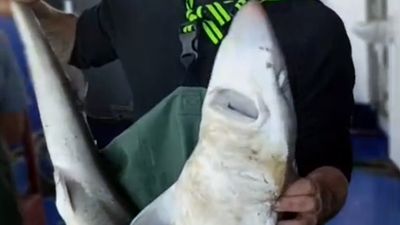 Kırklareli'de ağına takılan camgöz köpek balığını suya bıraktı