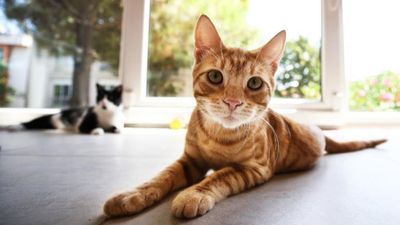 Davut Gül: İstanbul'da mamayla beslenen kediler, fare yakalayamıyor