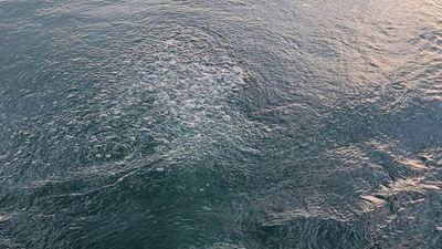 Sakarya'ya bağlı Sapanca Gölü'nde endişe yaratan görüntü