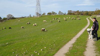 Balıkesir'de 22 yaşındaki genç üniversiteyi okuduktan sonra eve dönüp sürü sahibi oldu