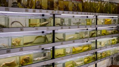 Türkiye'nin denizlerinde yaşayan balık türlerindeki azalma alarm veriyor