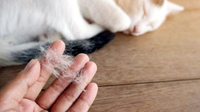 Evcil hayvan sahiplerinin hayatını kurtaran taktik: Koltuk ve halılardaki tüyleri saniyeler içinde temizliyor