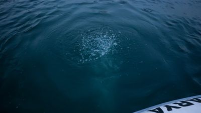 Sapanca Gölü'ndeki kabarcıkların sebebi belli oldu