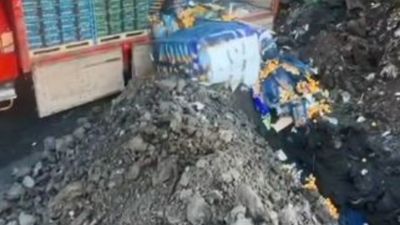 Sarp Sınır Kapısı’nda 6 ton mandalina imha edildi