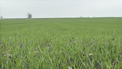 Trakya'da çiftçilerin buğday ekim mesaisi