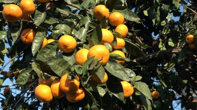 Rize'nin Derepazarı mandalinasında hasat zamanı