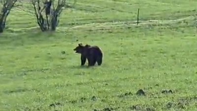 Çanakkale'de köy yoluna inen ayıyı bağırarak korkuttu