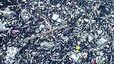 Adana'nın Seyhan Nehri'nde kuraklı nedeniyle balık ölümleri arttı