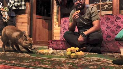 Kocaeli'de 'Tilko' ismini verdiği tilkiyi elleriyle besliyor