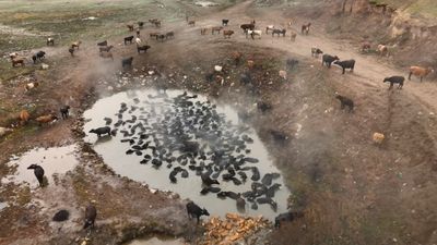 Bitlis'te mandaların kaplıca keyfi havadan görüntülendi