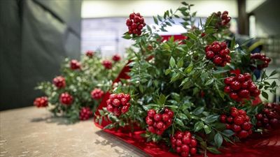 Herkes "kokina" diye biliyor; Gerçek adı duyanları şaşırtıyor...