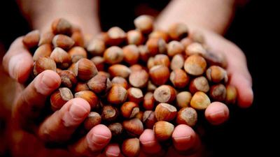 Düzce, fındık ihracatında geçen yıla kıyasla geride