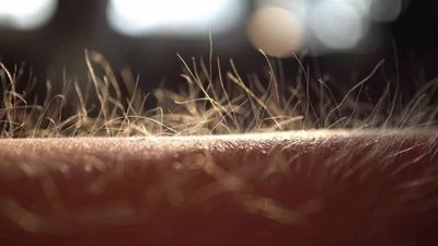 Rüyada kıl (tüy) görmek ne demek? Rüyada kıl kesmek, kıl kopartmak, kıllanmak anlamları...