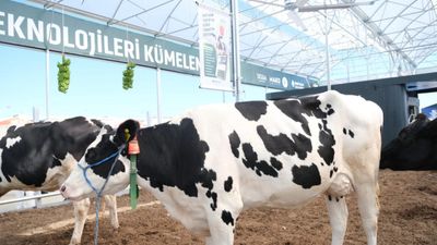 Küpeli Çoban Furkan'ın hedefi: 100 başlık otonom çiftlik kurmak