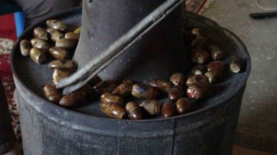 Kestaneyi aratmıyor: Doğu'nun çerezi, kışın vazgeçilmezi...