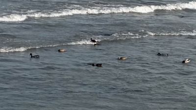 Ordu'da yaban ördekleri görüntülendi
