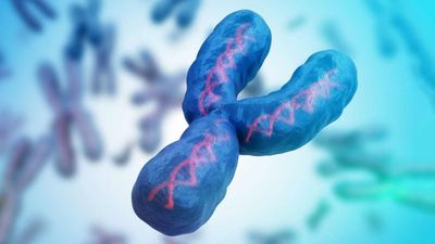 "Erkekler bitecek" iddiası! Y kromozomu yok mu olacak, neden? Bilimsel yanıtı...