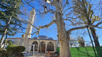 Harput’un 300 yıllık çınarı zamana direniyor