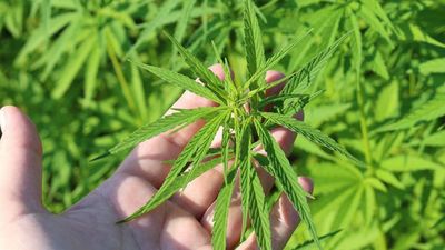 THC nedir, yasal mı? THC'nin vücuda etkileri...