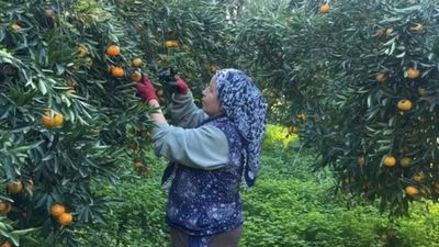 Bodrum mandalinası bahçede 15, manavlarda 100 lira