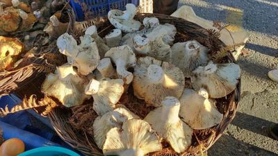 Topraktan çıktı, gören bir daha baktı; Rekor boyutta...