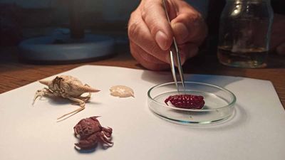 Türkiye kıyılarında bir ilk: Hint-Pasifik kökenli yeni yengeç türü tespit edildi